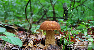 食用菌凈化車間設計、施工、安裝、檢測專業(yè)廠家